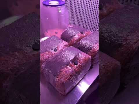 Growing mushrooms at home, the easy way.