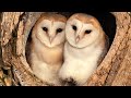 Barn Owl Pair Raise First Ever Chicks | Full Story | Willow & Ghost | Robert E Fuller