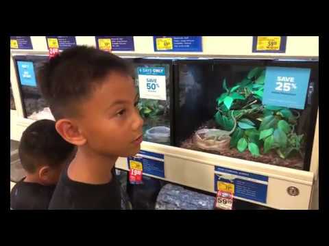 download lagu mp3 mp4 Can You Buy A Chameleon, download lagu Can You Buy A Chameleon gratis, unduh video klip Can You Buy A Chameleon