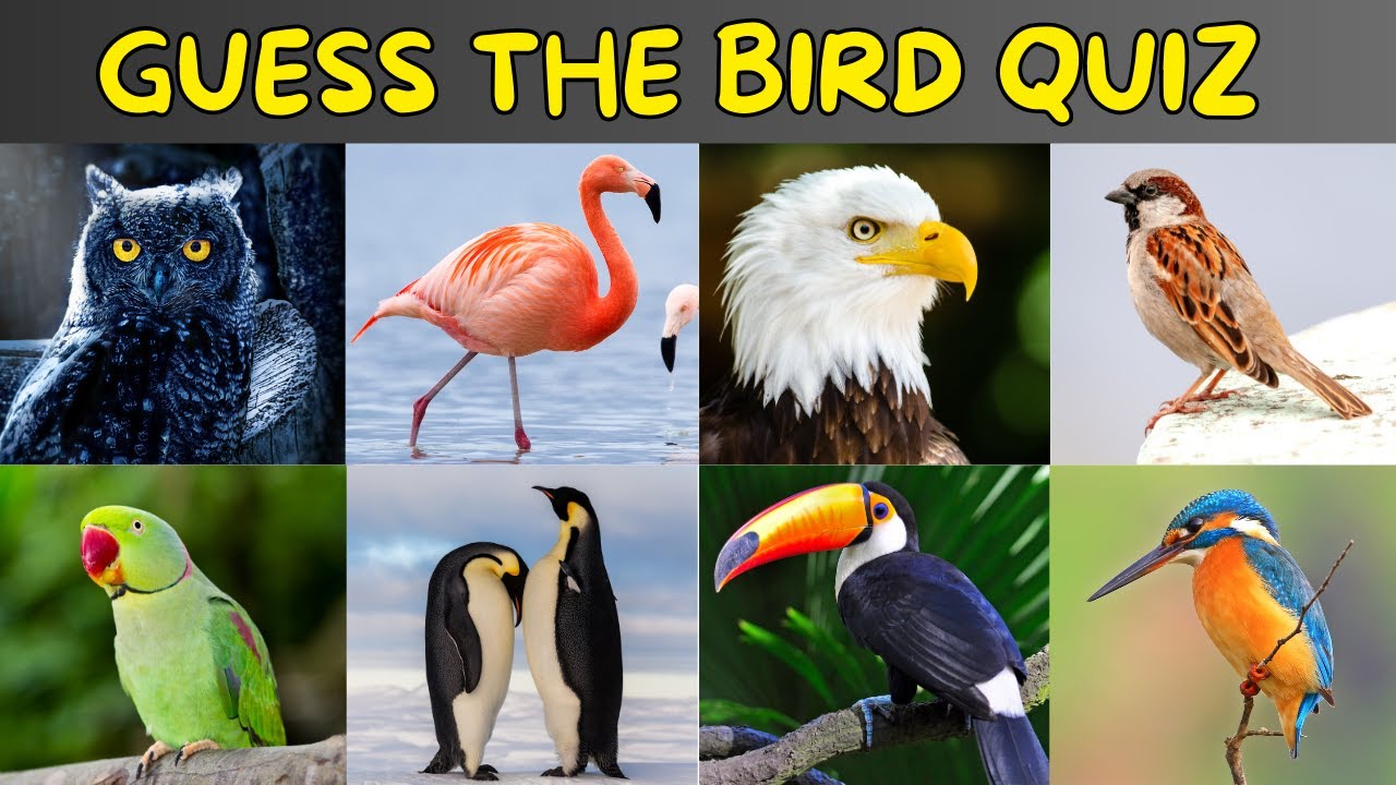 Guess The Birds Quiz | Bird Quiz