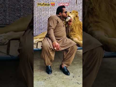 King Mufasa 👑❤ #mufasa #lion #animals #petslover #king #viral #shorts