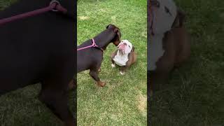 Video preview image #1 Doberman Pinscher Puppy For Sale in Buffalo, MN, USA