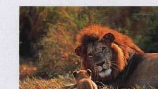 Aswad ~ Confidential