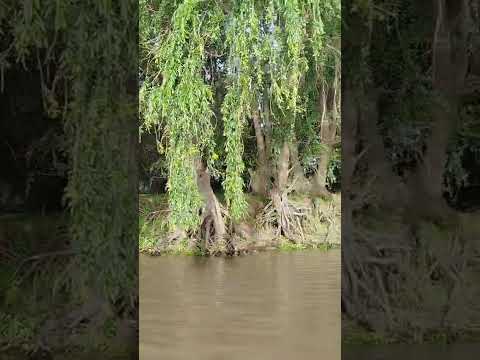 isla.del medio ibicuy entre ríos para pescar de costa no cobramos estadía  3446353591 Javier
