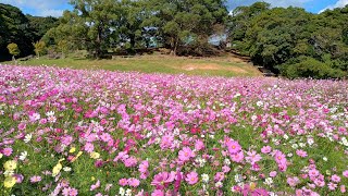 20251028 長崎県 佐世保市 展海峰 コスモス
