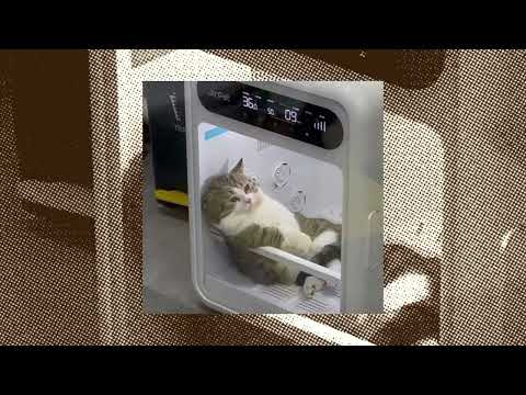 Bodohnya Aku – Lyodra (Speed Up + Reverb)