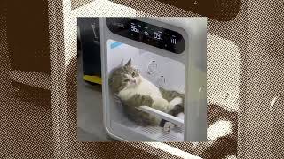 Download lagu Bodohnya Aku – Lyodra (Speed Up   Reverb) mp3