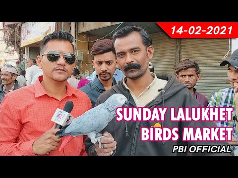 Sunday Lalukhet Birds Market Latest Updates | Urdu/Hindi | PBI Official