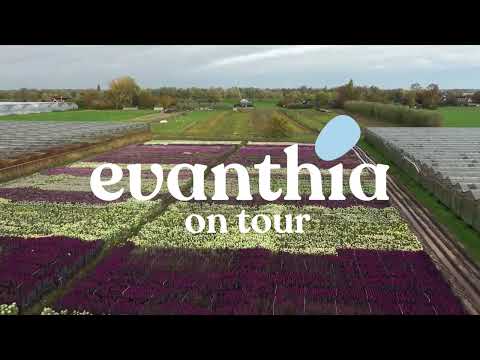 Evanthia | ON TOUR Brassica Novelties