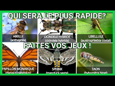 Quel insecte est le rapide? #7