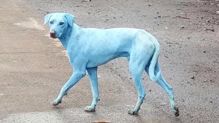 Blue dogs: street dogs become victims of pollutions; Photo shows nail piercing man’s torso-8/18/2017