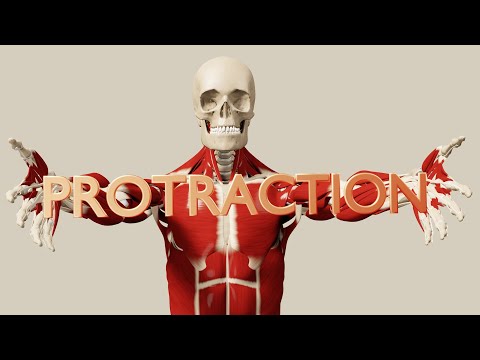 Muscles of the Shoulder Girdle Part 3: Protraction (3D Anatomy)