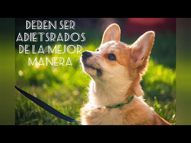 Vídeo relacionado con Anime Ghibli Welsh Corgi Perro Propietario Perros Fan Camiseta