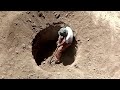 This Prison Has No Walls Or Guards Just Prisoners Who Dig Holes All Day And Don T Want To Escape