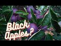 Planting an Arkansas Black Apple Tree!