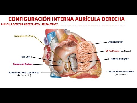 Anatomy of the heart (general)
