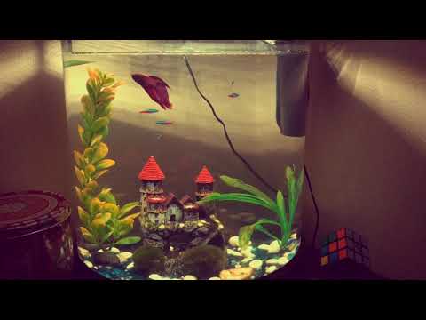 10-Gallon Half-Moon Community Fish Tank - Betta fish - Neon Tetra - Mystery Snail - Fresh Water