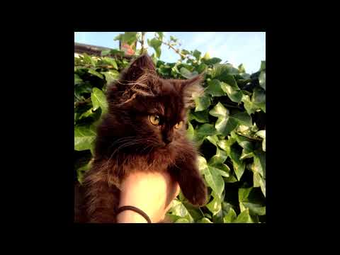 [FREE FOR PROFIT] Glaive x Ericdoa x Brakence Hyperpop Type Beat - "scar"