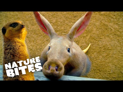 Aardvark  Joins Adorable Meerkat Family | The Secret Life of the Zoo | Nature Bites