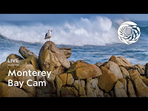 Live Monterey Bay Cam - Monterey Bay Aquarium