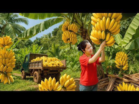 TIMELAPSE -- Harvesting GIANT Bananas with 3-Wheeled Truck Transport | Sell At The Village Market