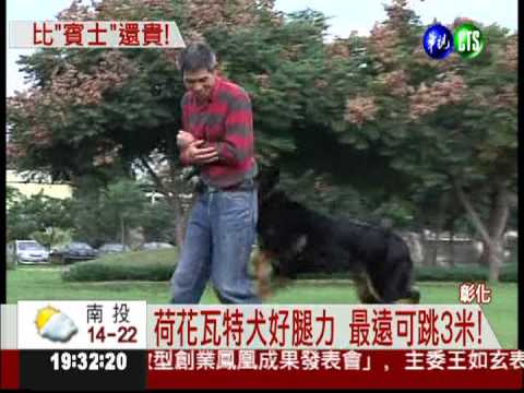 比雙B轎車貴! 德牧羊犬值2百萬