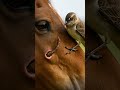 The Horse Finds Strength Thanks to the Little Bird | Power of Nature #horse #animals #birds