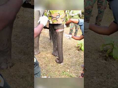 Rescuing Elephants#animals #Foryou #Friendship #Us#Elephan