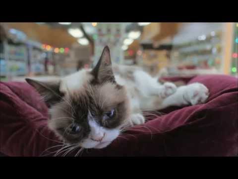 Grumpy Cat's Worst Christmas Ever: DAY 5 | LIFETIME UK