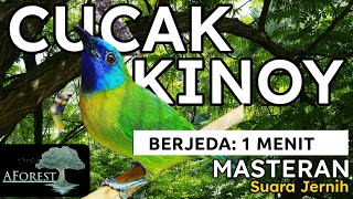 Download lagu MASTERAN MURAI BATU || CUCAK KINOI Tembakan Tajam BERJEDA 1 MENIT mp3 Download lagu MASTERAN MURAI BATU || CUCAK KINOI Tembakan Tajam BERJEDA 1 MENIT mp3