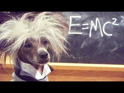 Animals Acting Smarter Than Humans 😲 Funniest Smart Animal Moments