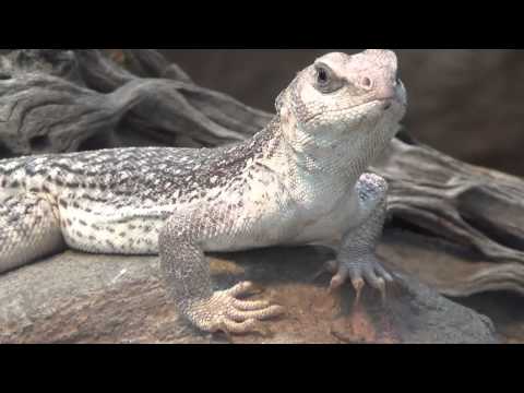 Desert Iguana - Iguana del desierto (Dipsosaurus dorsalis)