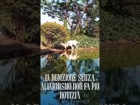 Video di POKER