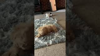 Havapoo Puppies Videos