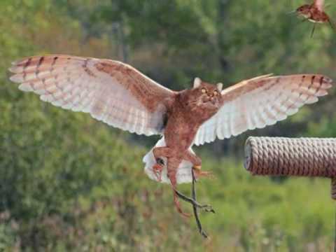♪Weird & Wonderful Hybrid Birds♫