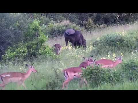 Djuma: Wildebeest bull rolling on ground - 17:44 - 03/01/2023