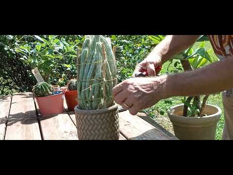 , title : 'Caging My Wild Euphorbia mammilaris variagata & week end plant haul!!!🌵😃👍'