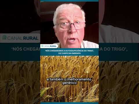 ‘Nós chegaremos a autossuficiência do trigo’, diz chefe da Embrapa