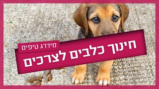 אילוף גורים לצרכים - עשה ואל תעשה #אילוף_כלבים #מידרג