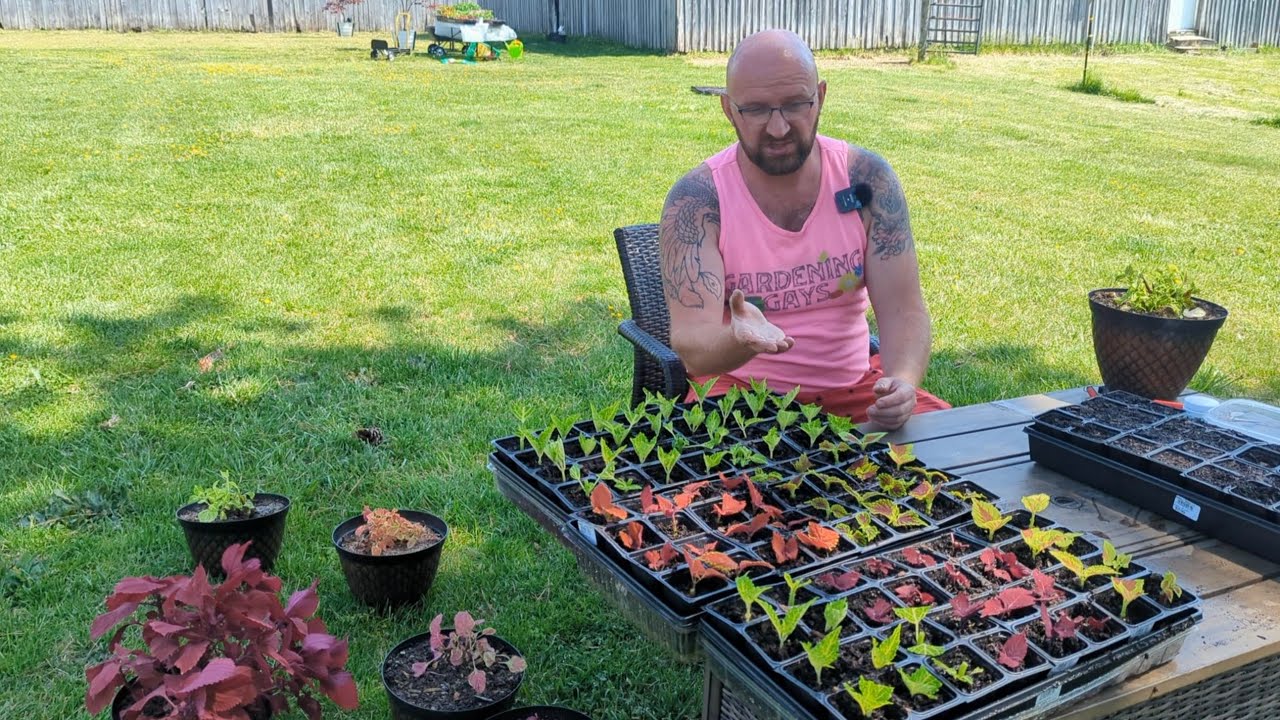 Propagating Coleus / How to Get the Largest Amount of Cuttings