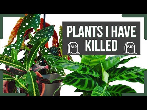 Plants I Have Killed 😢😱 | Houseplant Deaths