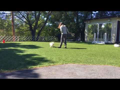 Brito heeling