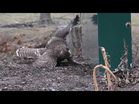 Can This Red-tailed Hawk Outsmart a Squirrel?