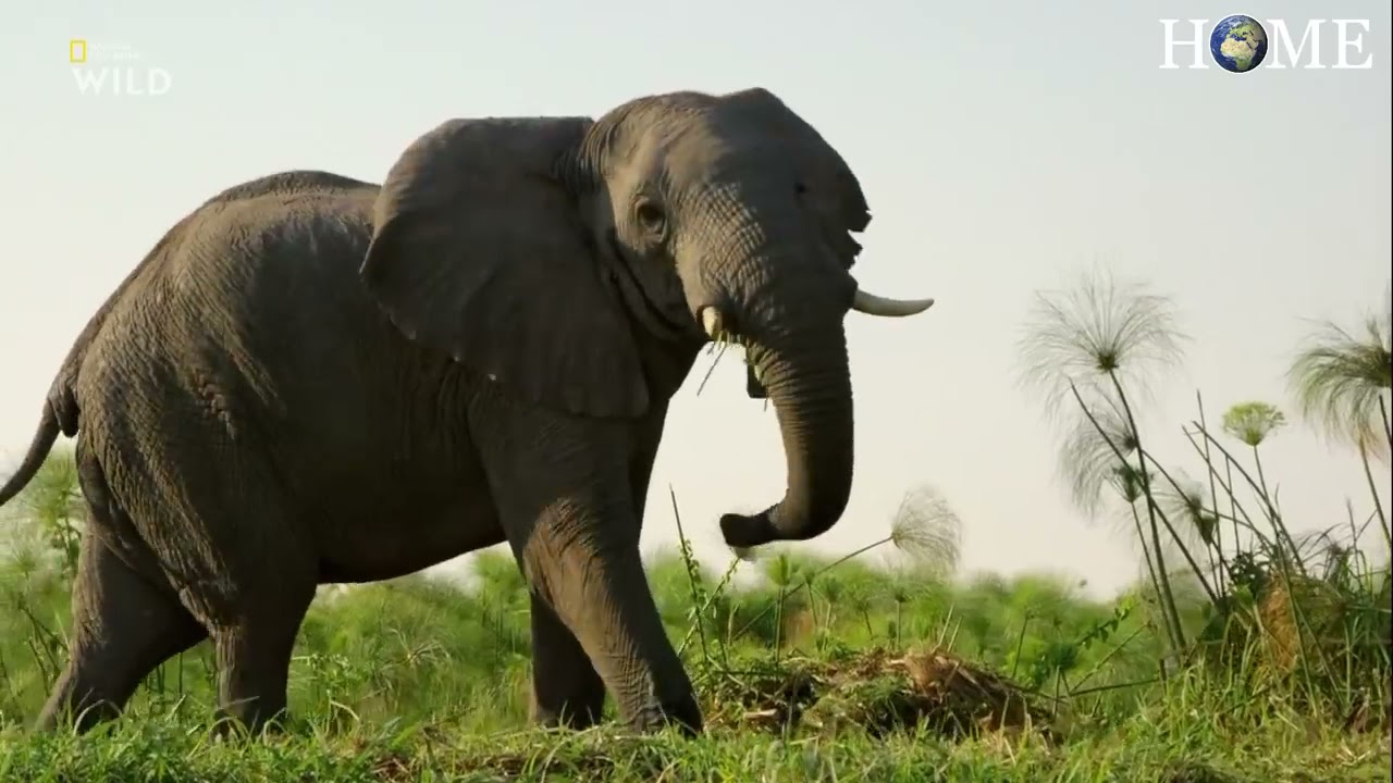 River of Life – Nature Documentary River of Life – Nature Documentary