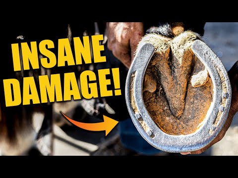 Fixing a Horse Hoof with INSANE Damage