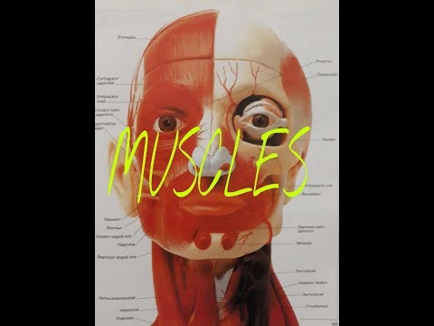 HUMAN BODY MUSCLES