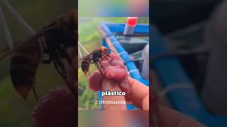 Por que eles amarram plástico nas vespas? 😲 #curiosidades #fatoscuriosos #shorts