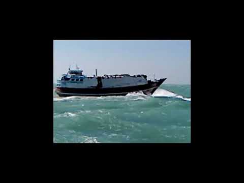 amazing cats funny video