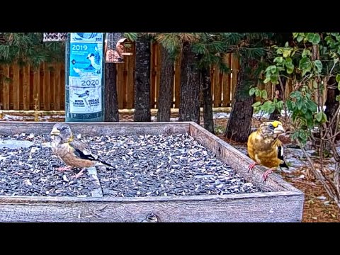 Grosbeaks, Sparrows, and a Grackle Trade Time At Ontario Feeders – Oct. 20, 2022