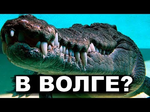 Охота на КРОКОДИЛА со спиннингом на СРЕДНЕЙ ВОЛГЕ!